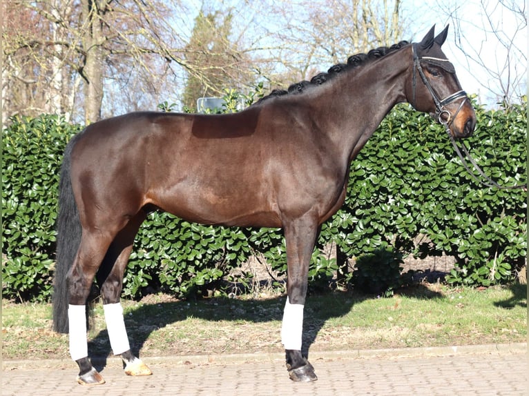 Hannover Castrone 5 Anni 172 cm Baio in Selsingen
