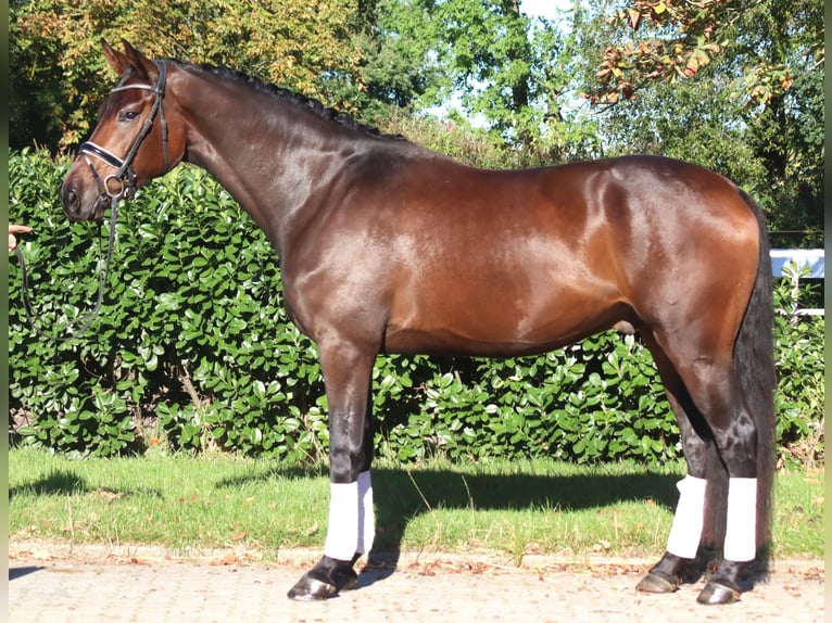 Hannover Castrone 5 Anni 172 cm Baio in Selsingen