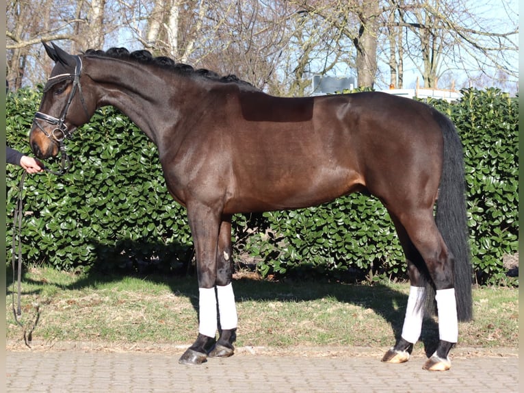Hannover Castrone 5 Anni 172 cm Baio in Selsingen