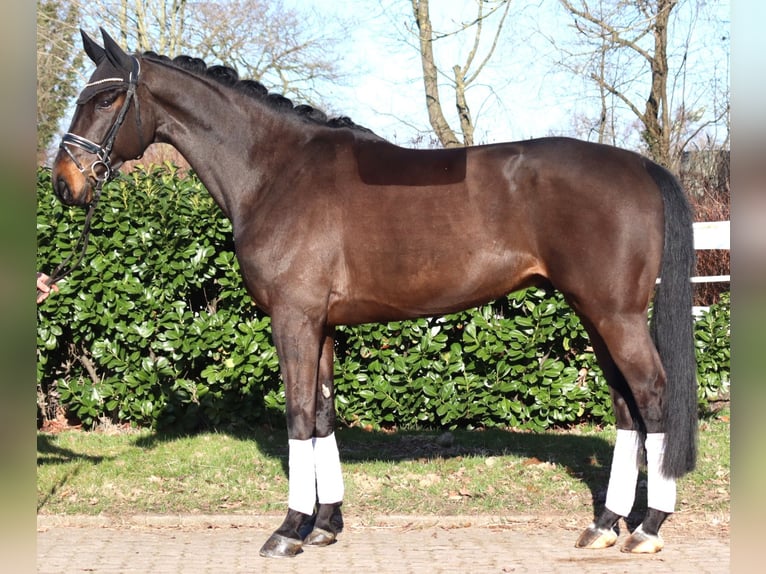 Hannover Castrone 5 Anni 172 cm Baio in Selsingen