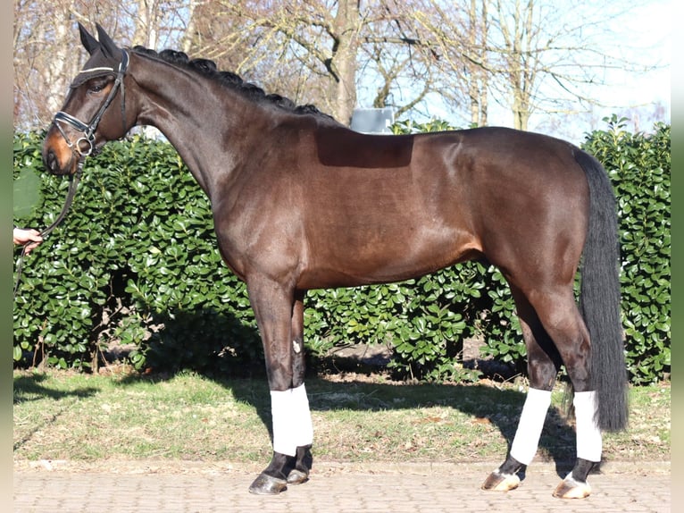 Hannover Castrone 5 Anni 172 cm Baio in Selsingen