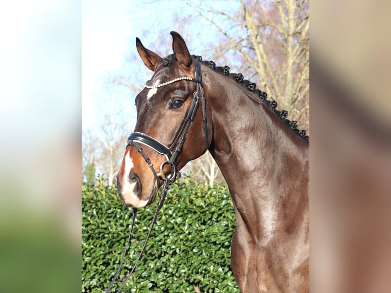 Hannover Castrone 5 Anni 172 cm Baio in Selsingen