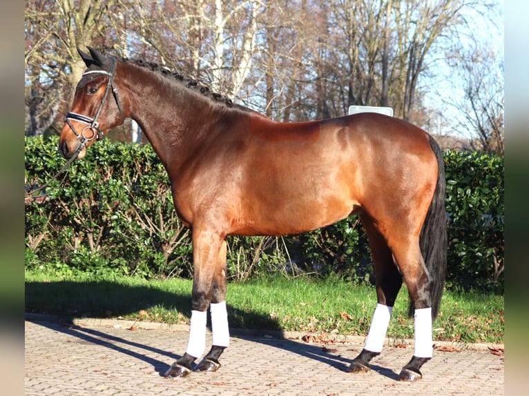 Hannover Castrone 5 Anni 172 cm Baio in Selsingen