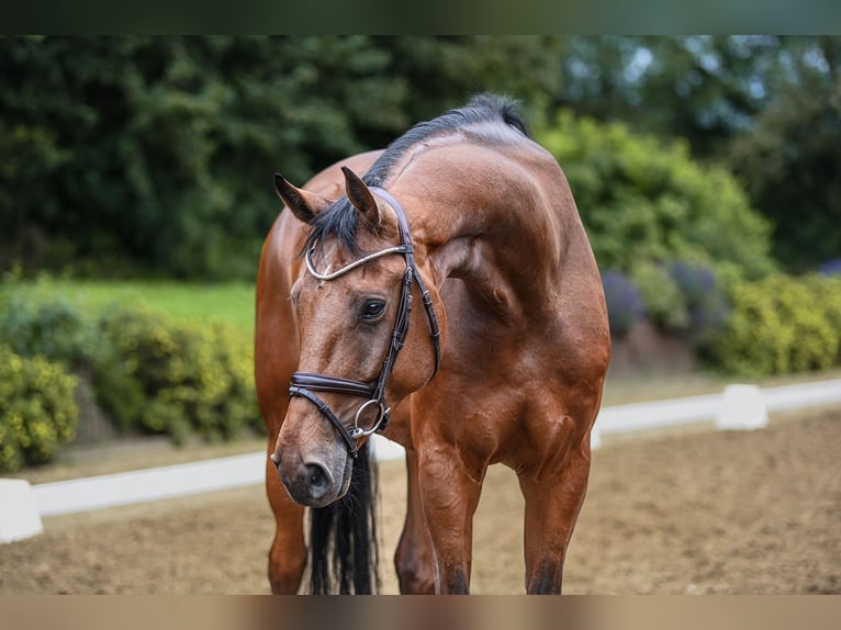 Hannover Castrone 5 Anni 172 cm Baio in Riedstadt