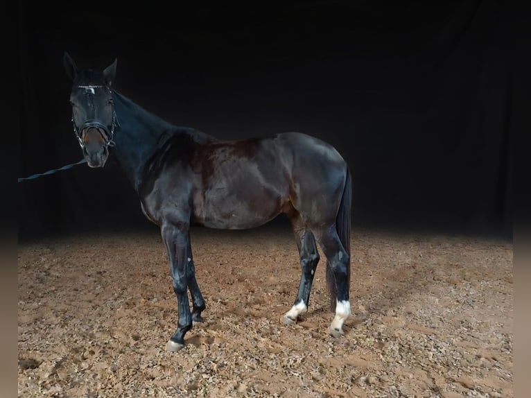 Hannover Castrone 5 Anni 172 cm Baio nero in Rhauderfehn