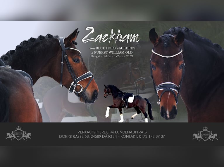 Hannover Castrone 5 Anni 172 cm Baio scuro in Dätgen