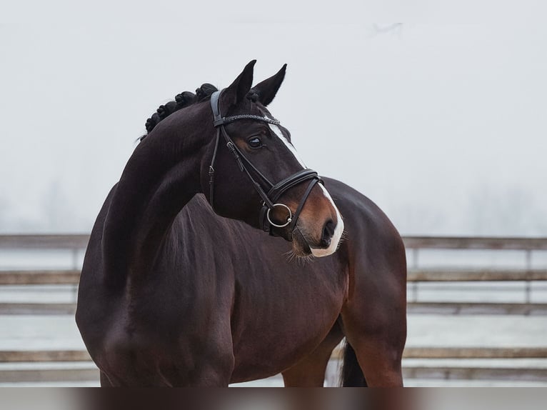 Hannover Castrone 5 Anni 172 cm Baio scuro in Riedstadt