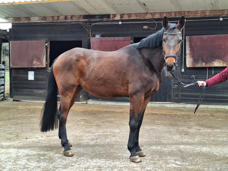 Hannover Castrone 5 Anni 172 cm Baio scuro in Schömberg