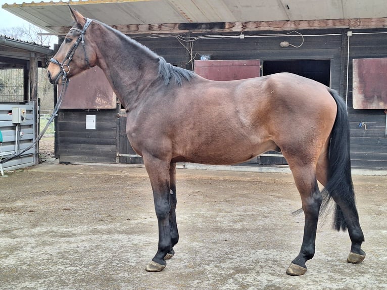 Hannover Castrone 5 Anni 172 cm Baio scuro in Schömberg