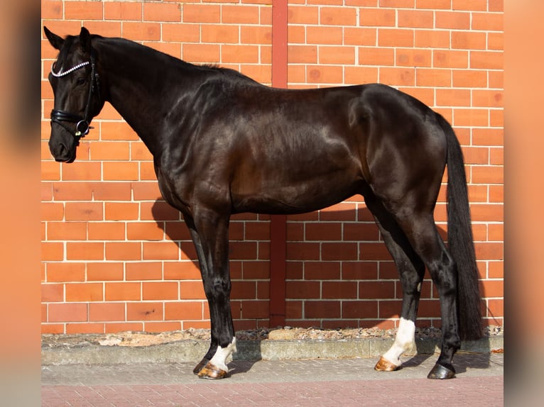 Hannover Castrone 5 Anni 172 cm Morello in Bad Oeynhausen