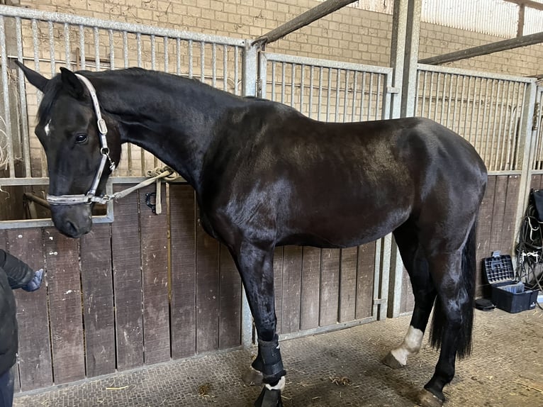 Hannover Castrone 5 Anni 172 cm Morello in Bad Oeynhausen