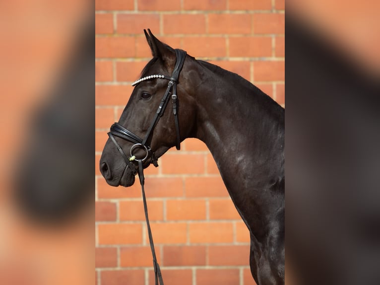 Hannover Castrone 5 Anni 172 cm Morello in Bad Oeynhausen