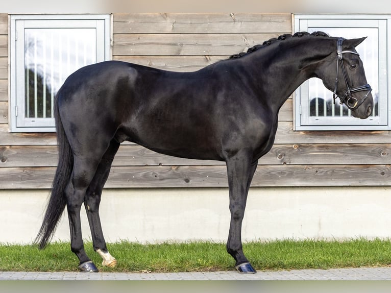 Hannover Castrone 5 Anni 172 cm Morello in Emlichheim