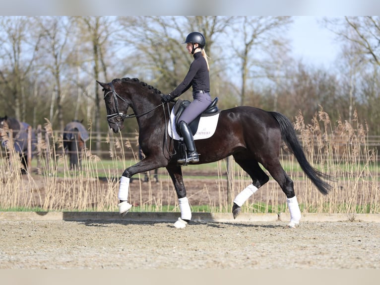 Hannover Castrone 5 Anni 172 cm Morello in Haaksbergen