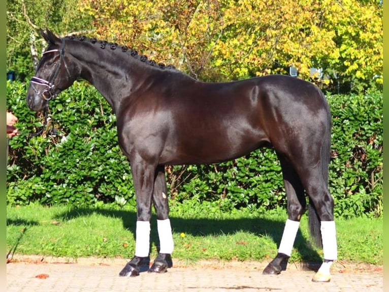 Hannover Castrone 5 Anni 172 cm Morello in Selsingen