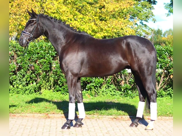 Hannover Castrone 5 Anni 172 cm Morello in Selsingen