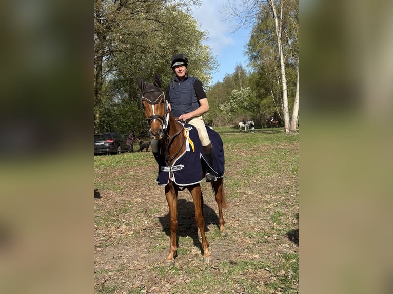 Hannover Castrone 5 Anni 172 cm Sauro in Nebelschütz