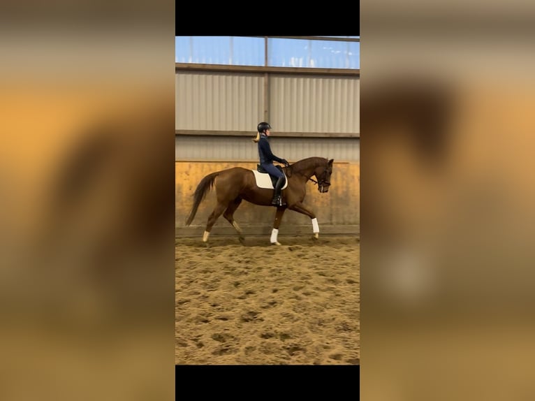 Hannover Castrone 5 Anni 172 cm Sauro in Marxen