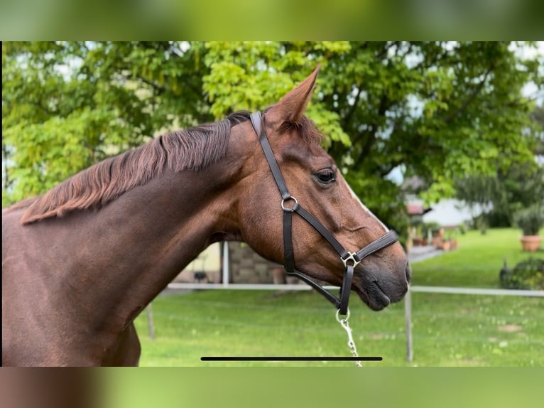 Hannover Castrone 5 Anni 172 cm Sauro scuro in Kassel