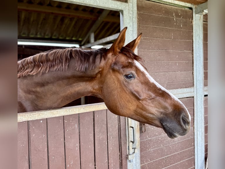 Hannover Castrone 5 Anni 172 cm Sauro scuro in Kassel