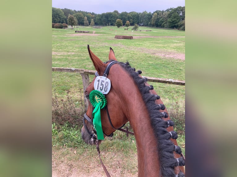 Hannover Castrone 5 Anni 173 cm Baio in Hohenberg-Krusemark