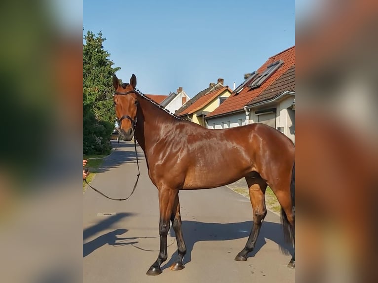 Hannover Castrone 5 Anni 173 cm Baio in Hohenberg-Krusemark