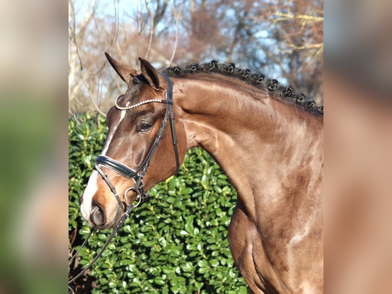 Hannover Castrone 5 Anni 173 cm Baio in Selsingen