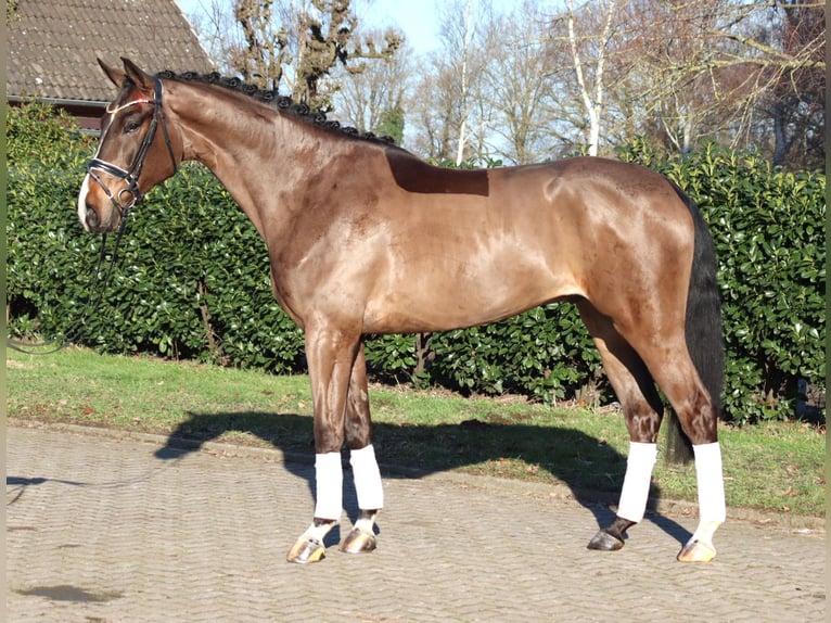 Hannover Castrone 5 Anni 173 cm Baio in Selsingen
