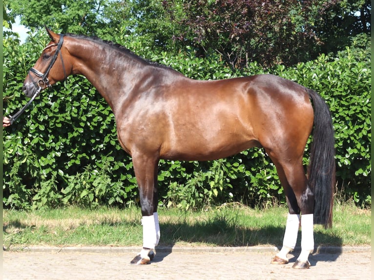 Hannover Castrone 5 Anni 173 cm Baio in Selsingen