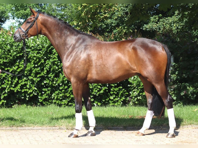 Hannover Castrone 5 Anni 173 cm Baio in Selsingen