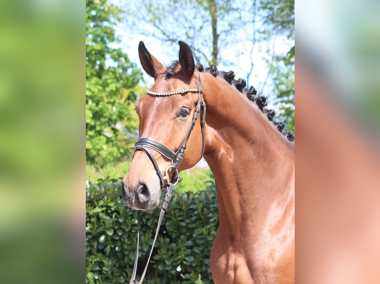 Hannover Castrone 5 Anni 173 cm Baio in Selsingen