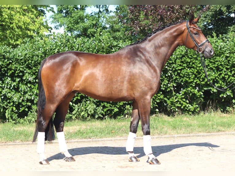 Hannover Castrone 5 Anni 173 cm Baio in Selsingen
