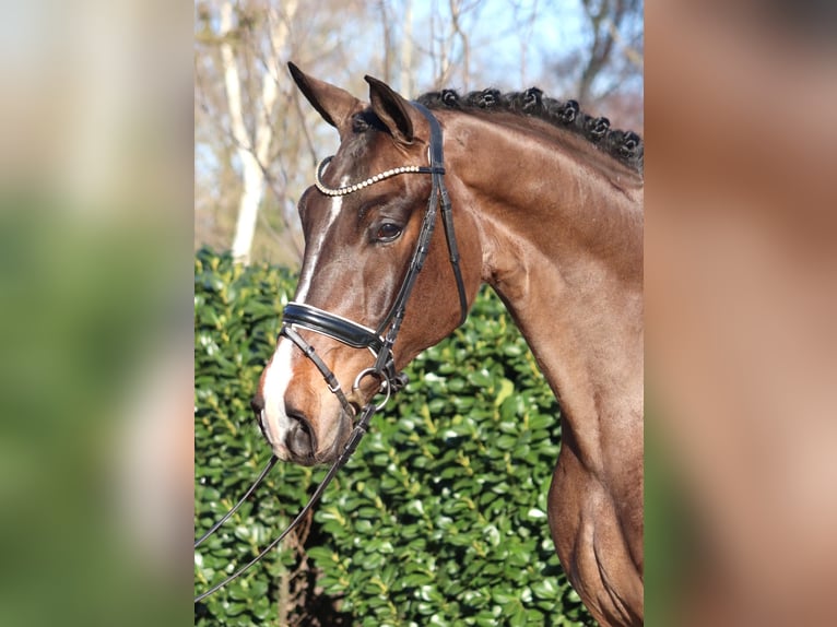 Hannover Castrone 5 Anni 173 cm Baio in Selsingen