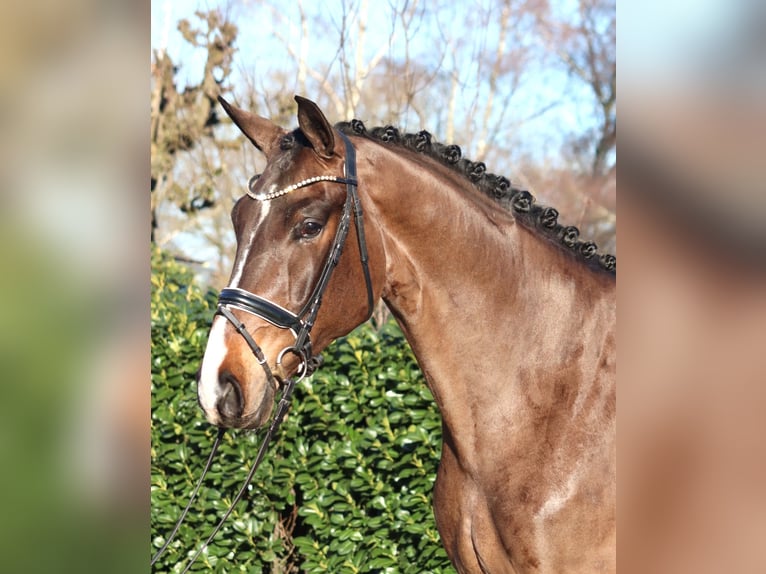 Hannover Castrone 5 Anni 173 cm Baio in Selsingen