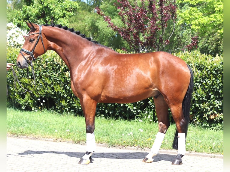 Hannover Castrone 5 Anni 173 cm Baio in Selsingen