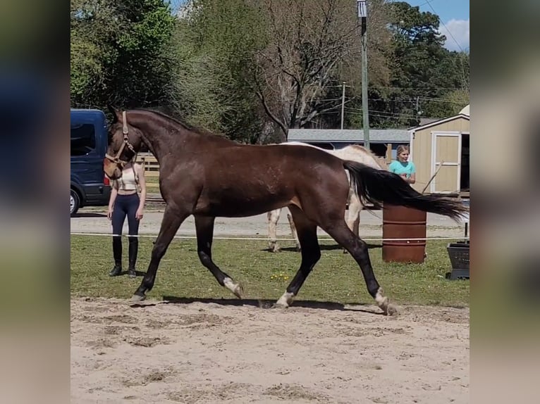 Hannover Mix Castrone 5 Anni 173 cm Baio ciliegia in Hampton