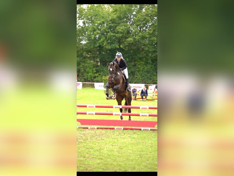 Hannover Castrone 5 Anni 173 cm Baio nero in Hohenfelde