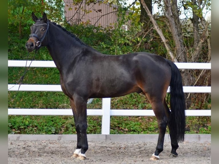 Hannover Castrone 5 Anni 173 cm Baio scuro in Bawinkel