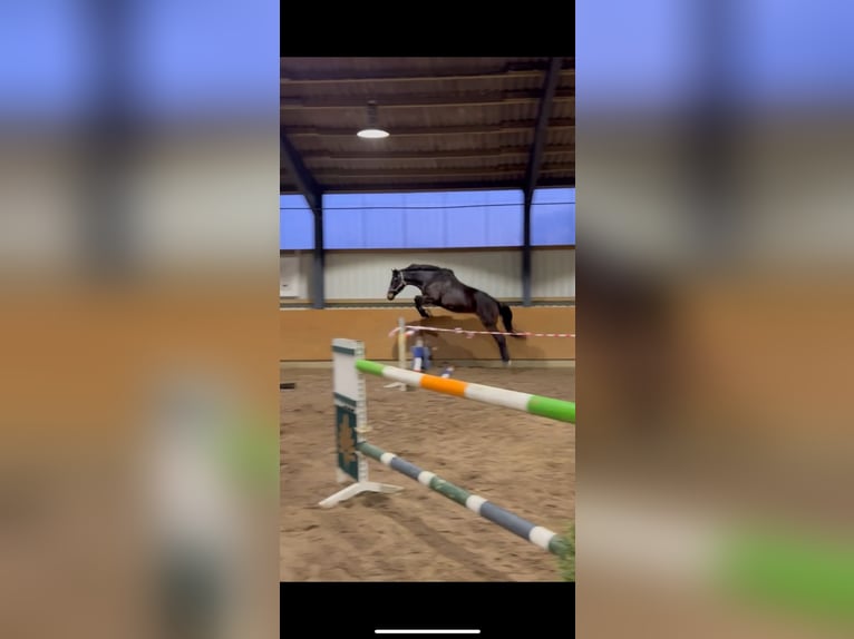 Hannover Castrone 5 Anni 173 cm Baio scuro in Hattingen