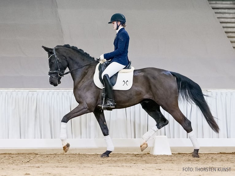 Hannover Castrone 5 Anni 173 cm Baio scuro in Verden