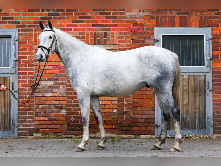 Hannover Castrone 5 Anni 173 cm Grigio in Dannenberg (Elbe)