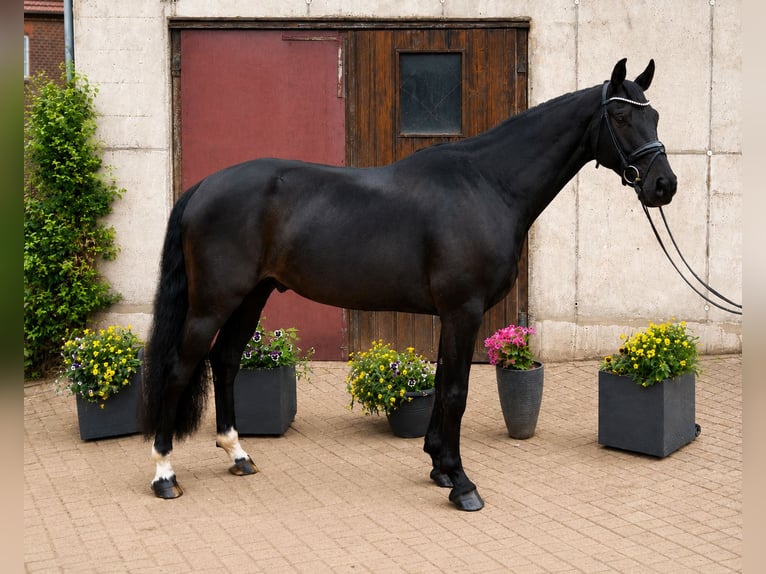 Hannover Castrone 5 Anni 173 cm Morello in Hasbergen