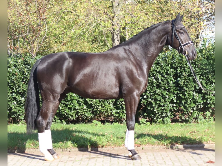 Hannover Castrone 5 Anni 173 cm Morello in Selsingen