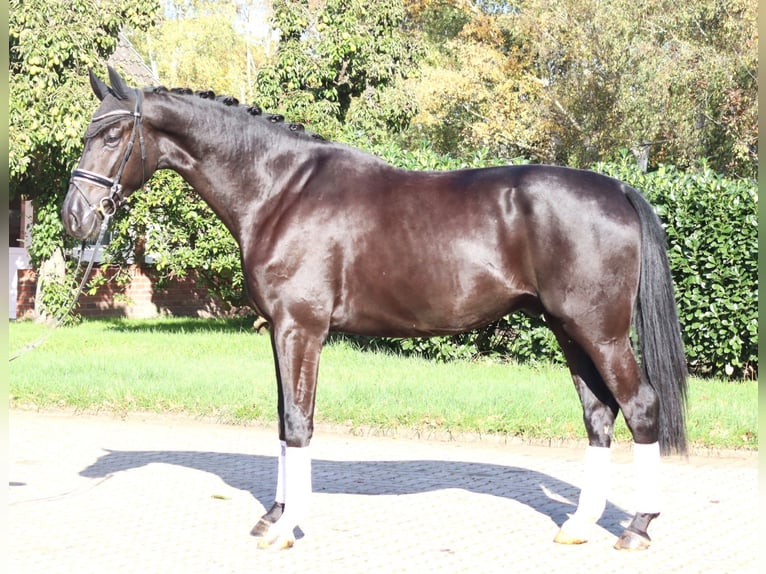 Hannover Castrone 5 Anni 173 cm Morello in Selsingen
