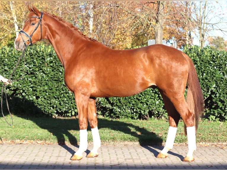 Hannover Castrone 5 Anni 173 cm Sauro in Selsingen