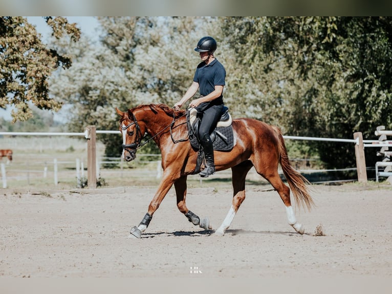 Hannover Castrone 5 Anni 173 cm Sauro in Oberkr&#xE4;mer