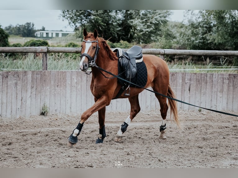 Hannover Castrone 5 Anni 173 cm Sauro in Oberkr&#xE4;mer