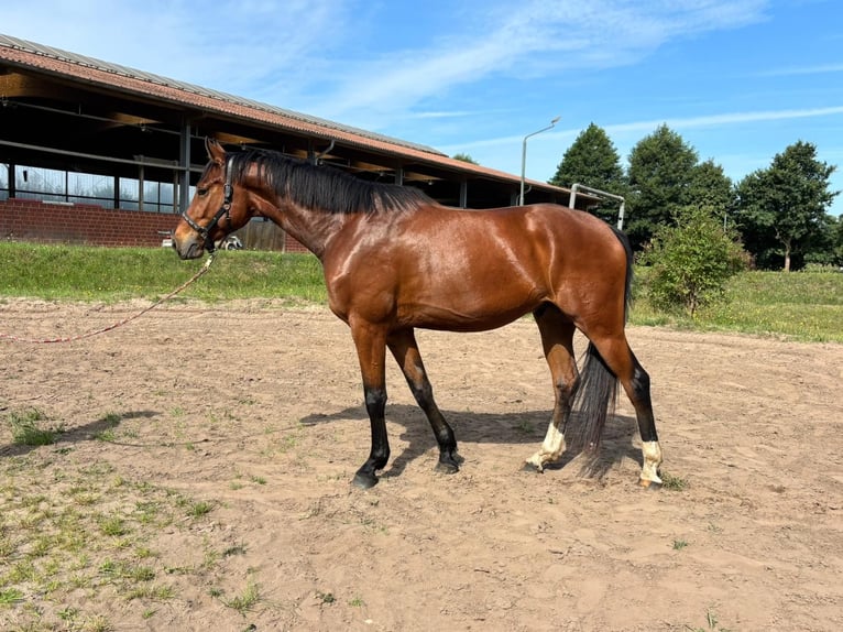 Hannover Castrone 5 Anni 174 cm Baio in Lilienthal