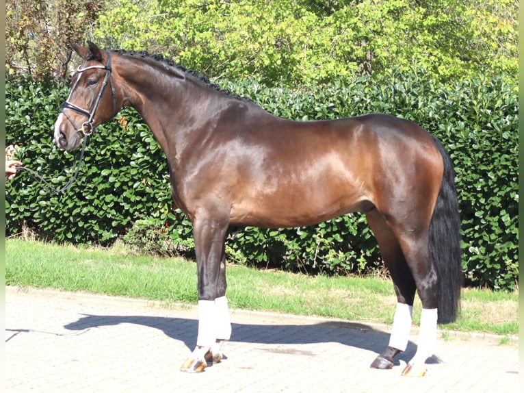 Hannover Castrone 5 Anni 174 cm Baio in Selsingen