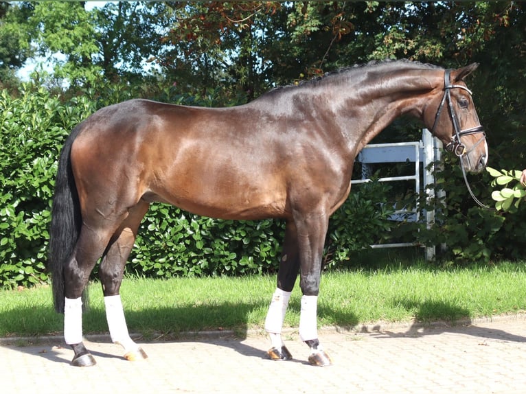 Hannover Castrone 5 Anni 174 cm Baio in Selsingen
